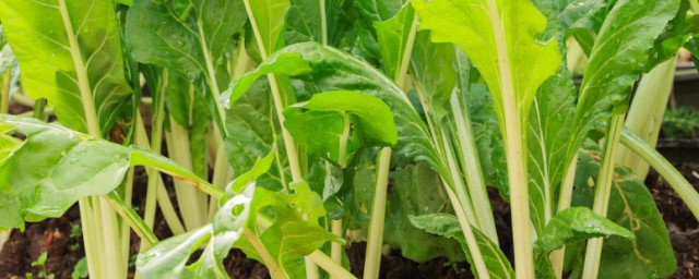 芥菜种植技术技巧 芥菜种植的方法