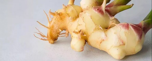 生姜快速催芽方法 生姜可以室内催芽吗