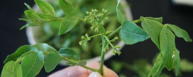 花椒芽的功效与禁忌 花椒芽简单介绍