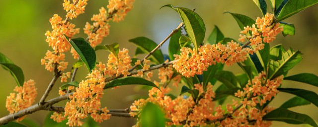 桂花能在室内养吗 桂花可以在室内养吗