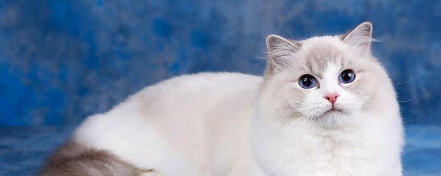 母猫会来月经吗 母猫会发情吗