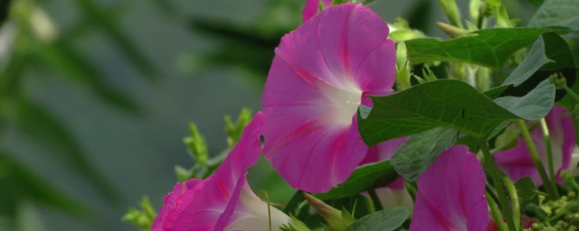 牵牛花长什么样 牵牛花是什么样的呢