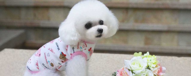 适合女生养的狗狗 适合女生养的狗狗有什么