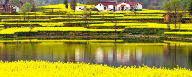 汉中油菜花节攻略 关于汉中油菜花节的攻略