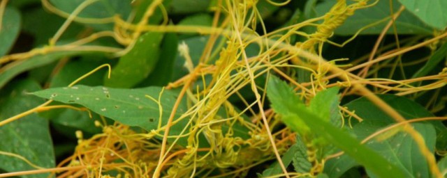 无根草泡水可以长期喝吗 无根草泡水能不能长期喝