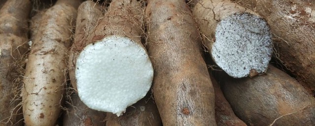 淮山是山药吗 山药的营养成分