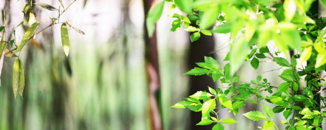 春天可以种什么植物 春天可以种的植物