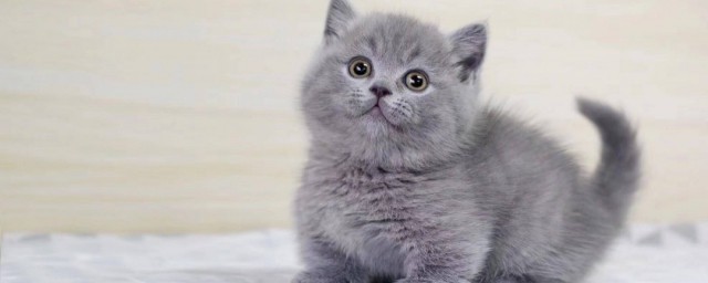 蓝猫好养吗 蓝猫的性格如何