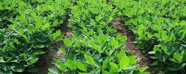 种花生的办法次序 种花生的办法是什么