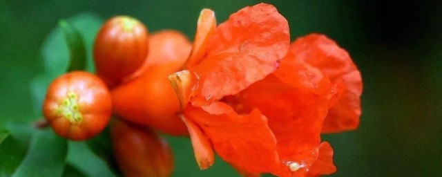 石榴花的特点是什么 石榴花有什么特点
