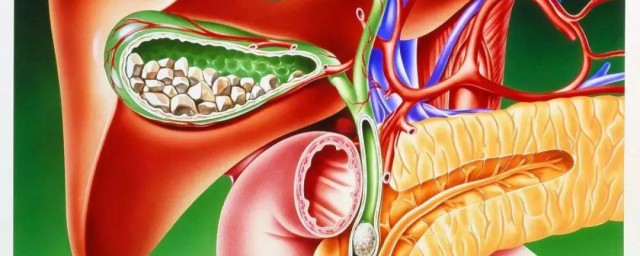 胆汁是由什么分泌的 胆汁是由什么分泌的东西