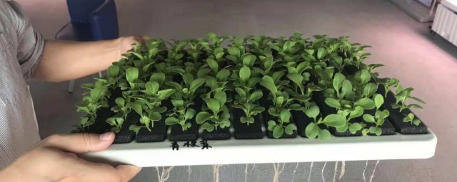 植物营养液怎么配 植物营养液配法