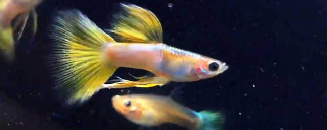 孔雀鱼好养吗 孔雀鱼可以混养吗