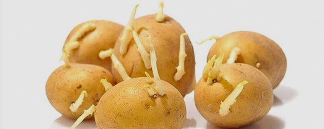 土豆发芽了如何办 土豆发芽了处理办法