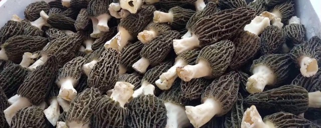 新鲜羊肚菌的保存与吃法 新鲜羊肚菌怎么保存怎么吃