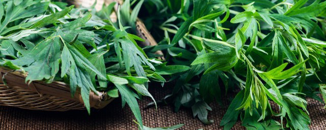 艾叶水泡澡的正确方法 如何用艾叶水泡澡