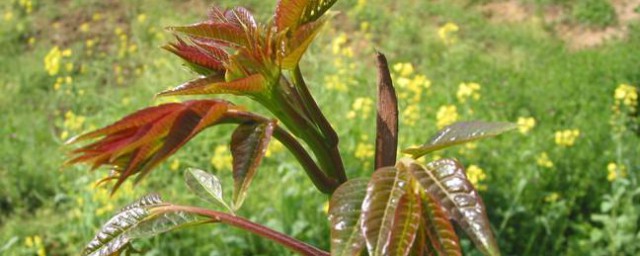 香椿芽炒鸡蛋香椿芽用焯水吗 香椿芽炒鸡蛋简介