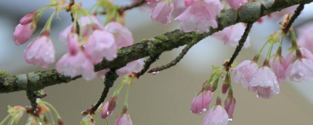 樱花会结果吗 樱花会不会结果