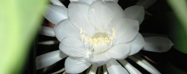 昙花一现反义词 昙花一现反义词是什么