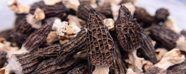 羊肚菌的功效与作用吃法 羊肚菌的功效与作用吃法简单介绍