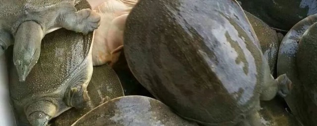 如何宰杀甲鱼 怎么宰杀甲鱼