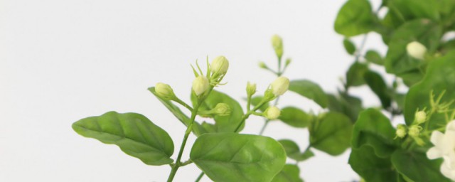 茉莉花可以放卧室吗 茉莉花能放在室内吗
