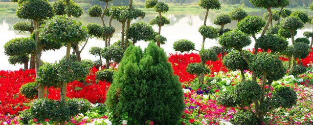 植物园里有什么植物 植物园里的植物介绍