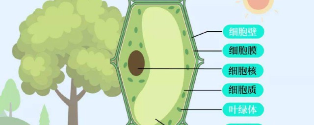 植物细胞中细胞核的主要作用是什么 植物细胞中细胞核的主要作用简介