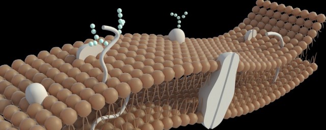 细胞膜的主要功能是什么 细胞膜的主要功能介绍