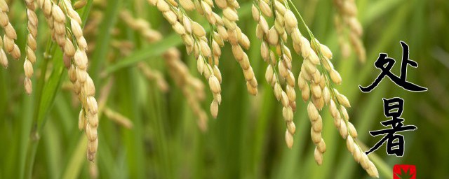 处暑节气该怎么保健养生 处暑节气养生方法