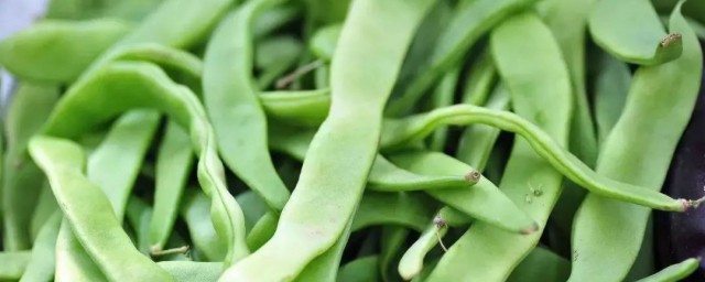什么是芸豆 芸豆简介