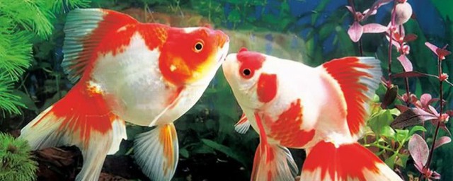 夏天养金鱼注意事项 夏天养金鱼注意事项简介