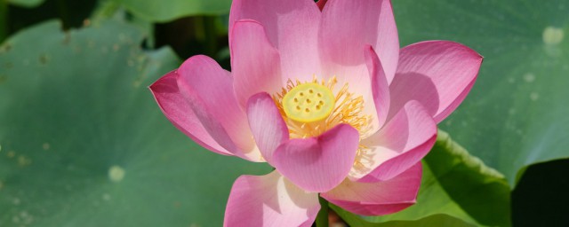 佛教各色莲花的寓意象征道理 佛教莲花的寓意