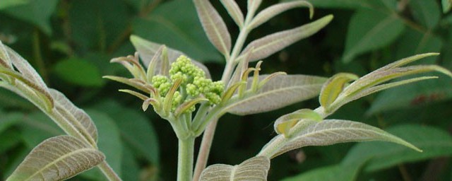 吴芋的注意事项 吃吴茱萸的忌讳