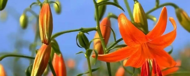 食用百合开什么样的花 不同的食用百合品种开出的花朵是不一样的