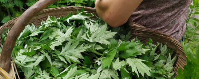 艾草洗澡是用新鲜的还是晒干的 艾草水洗澡的正确方法