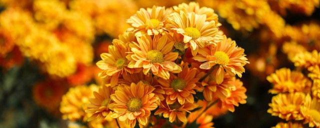 洋甘菊花语和寓意 洋甘菊花语和寓意都有哪些