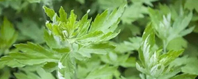 艾叶水洗头功效与作用 艾叶水洗头功效与作用是什么
