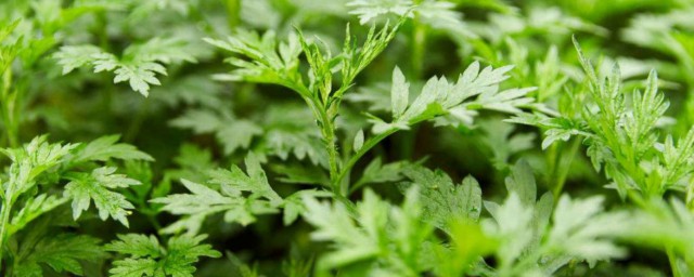 艾叶煮水可以治荨麻疹吗 艾叶煮水可不可以治荨麻疹