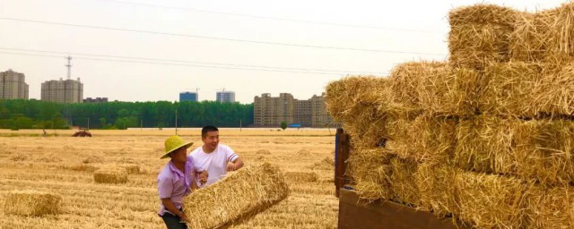 秸秆是什么意思 什么是秸秆