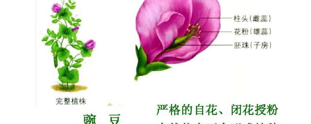 什么是闭花授粉 闭花授粉是什么