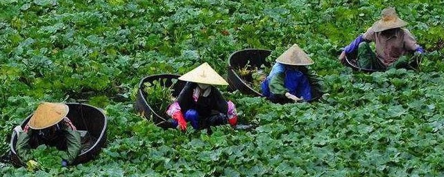 水墨菱塘短文中的菱角有什么特点 水墨菱塘短文中的菱角有哪些特点