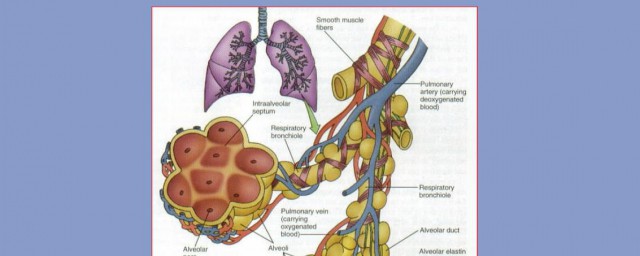 肺循环的途径是什么 关于肺循环的途径是什么