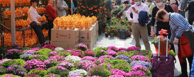 什么花在阳台里养最好 阳台养哪种花好