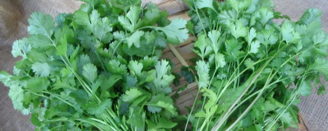 夏天的香菜怎样储存 夏天的香菜储存方法