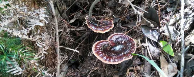 灵芝怎样储存防虫 灵芝怎样储存可以防虫