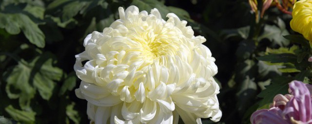 菊花寓意和象征道理 关于菊花的寓意简介