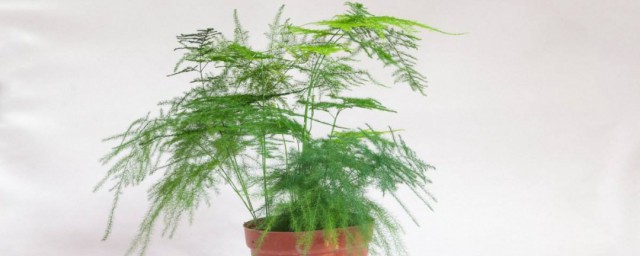 文竹花语及寓意 关于文竹花语介绍