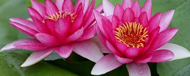 并蒂莲花寓意 关于并蒂莲花寓意