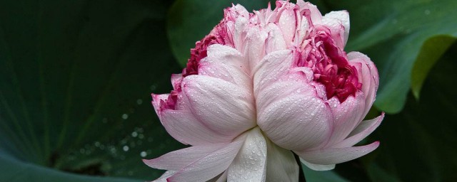 并蒂花的寓意和道理 并蒂花的寓意和道理分享